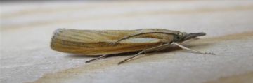 Agriphila tristella. Copyright: Stephen Rolls