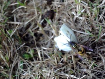 wasp killing butterfly Copyright: richard gerussi