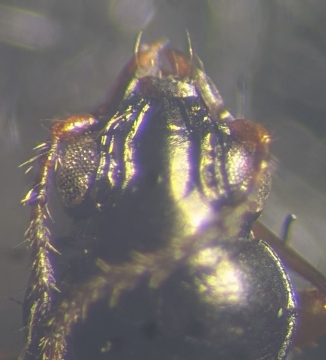 B assimile doubled furrows Copyright: Robert Smith