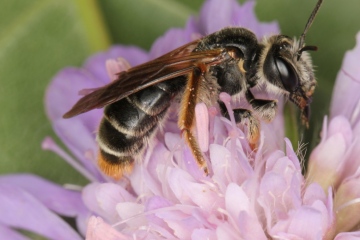 Andrena hattorfiana female1 Copyright: Peter Harvey