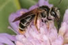 Andrena hattorfiana female1 Copyright: Peter Harvey