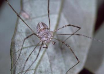 Dicranopalpus ramosus Copyright: Peter Harvey