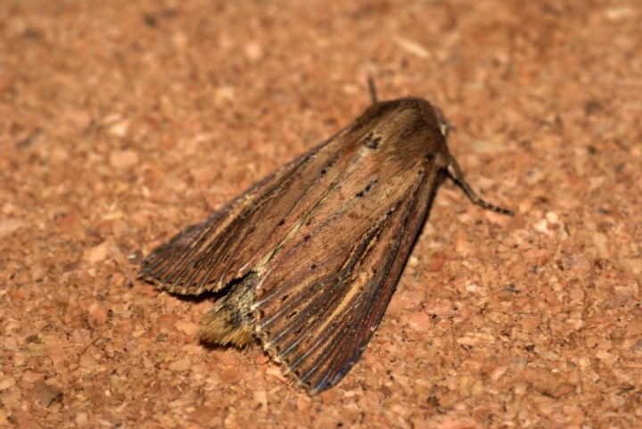 Bulrush Wainscot 2 Copyright: Ben Sale