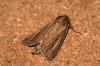 Bulrush Wainscot 2