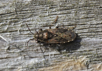 Heterogaster urticae Copyright: Yvonne Couch