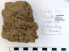 Stanway London Clay Fossil Fucoids London Clay 1982