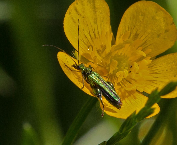 Oedemera nobilis (Swollen-thighed Flower Beetle) 2 Copyright: Graham Ekins