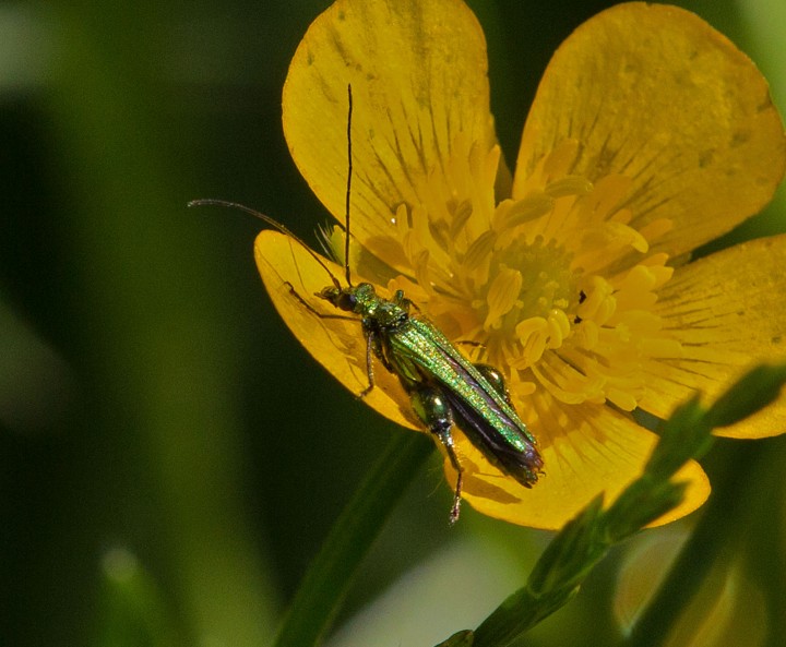 Oedemera nobilis (Swollen-thighed Flower Beetle) 2 Copyright: Graham Ekins