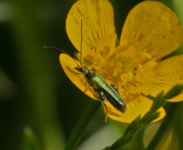 Oedemera nobilis (Swollen-thighed Flower Beetle) 2 Copyright: Graham Ekins