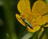 Oedemera nobilis (Swollen-thighed Flower Beetle) 2 Copyright: Graham Ekins