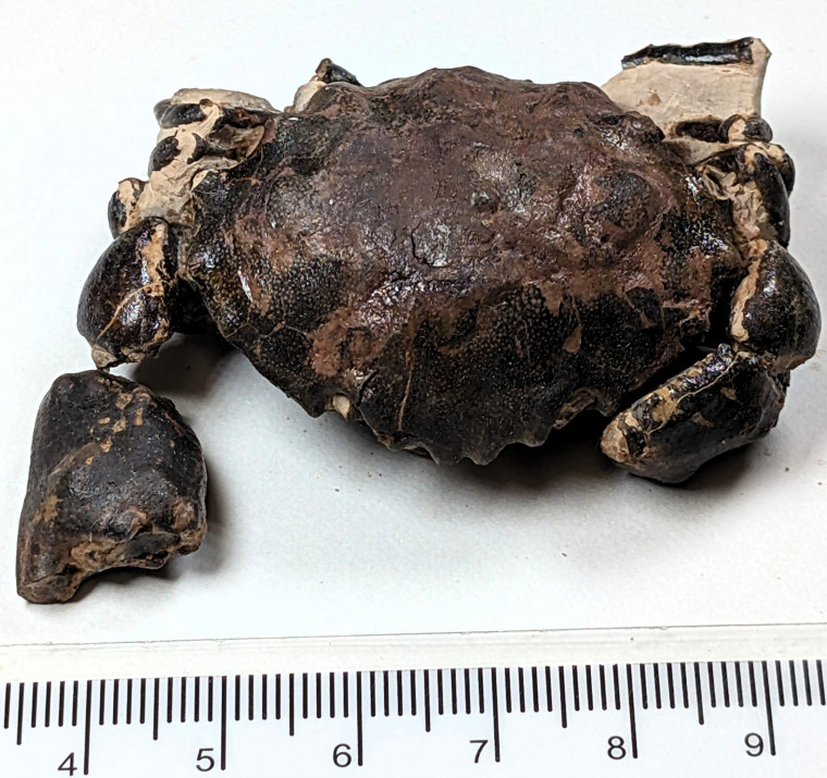Zanthopsis fossil crab London Clay Chigwell Essex 1 Copyright: Mike Daniels Collection