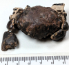 Zanthopsis fossil crab London Clay Chigwell Essex 1