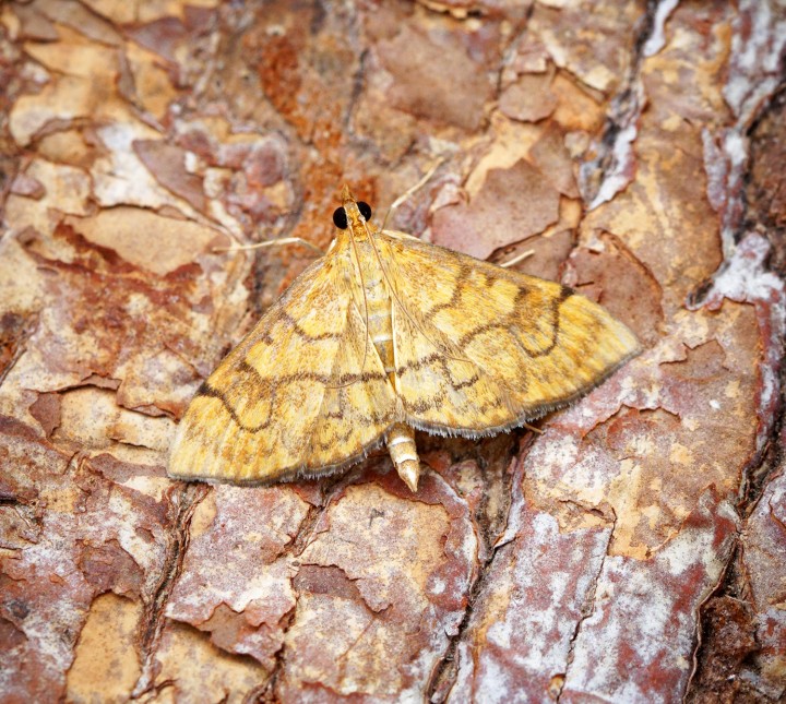 Anania verbascalis 1 Copyright: Ben Sale