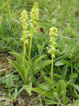 Musk orchids Copyright: Sue Grayston