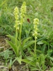 Musk orchids 