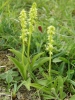 Musk orchids Copyright: Sue Grayston