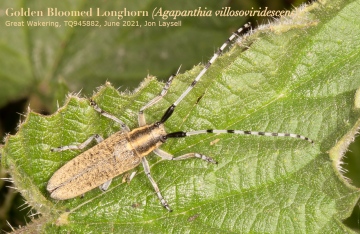 Golden Bloomed Longhorn - Great Wakering - June 2021 Copyright: Jon Laysell