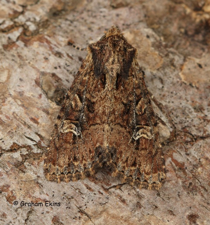 Small Clouded Brindle 3 Copyright: Graham Ekins