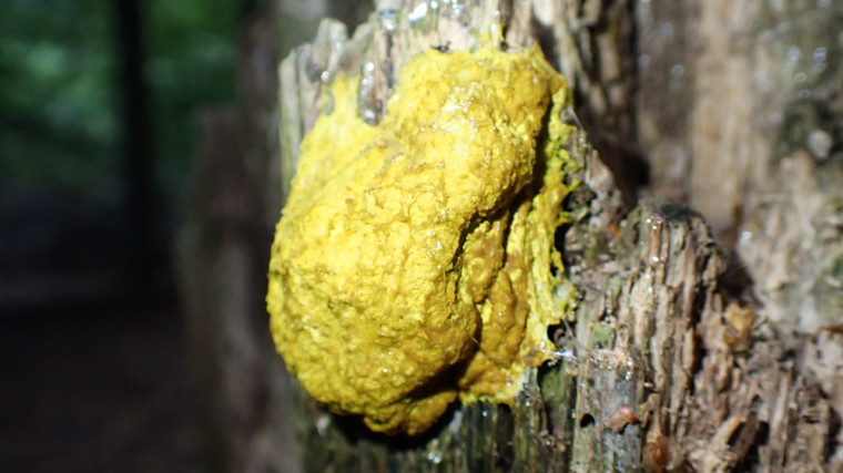Scrambled Egg Slime Mould (hard) Copyright: Raymond Small