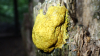 Scrambled Egg Slime Mould (hard)