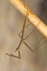 Water stick insect Copyright: Neil Phillips