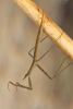 Water stick insect