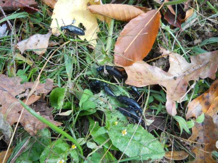 Violet Oil beetle in Kentucky Copyright: Lisa Bentley