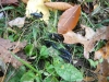 Violet Oil beetle in Kentucky