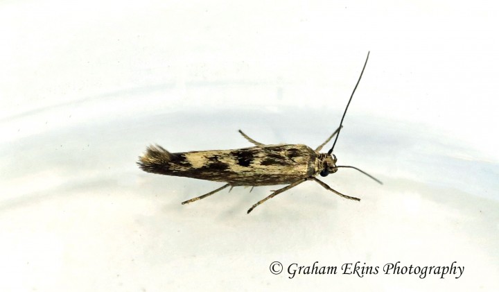 Scythris limbella 2 GD Copyright: Graham Ekins