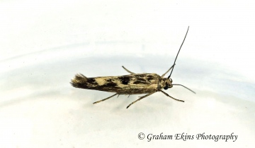 Scythris limbella 2 GD Copyright: Graham Ekins