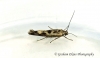 Scythris limbella 2 GD