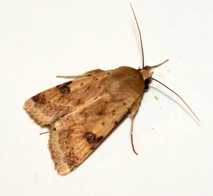 Bordered Straw Copyright: Ben Sale