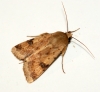 Bordered Straw Copyright: Ben Sale