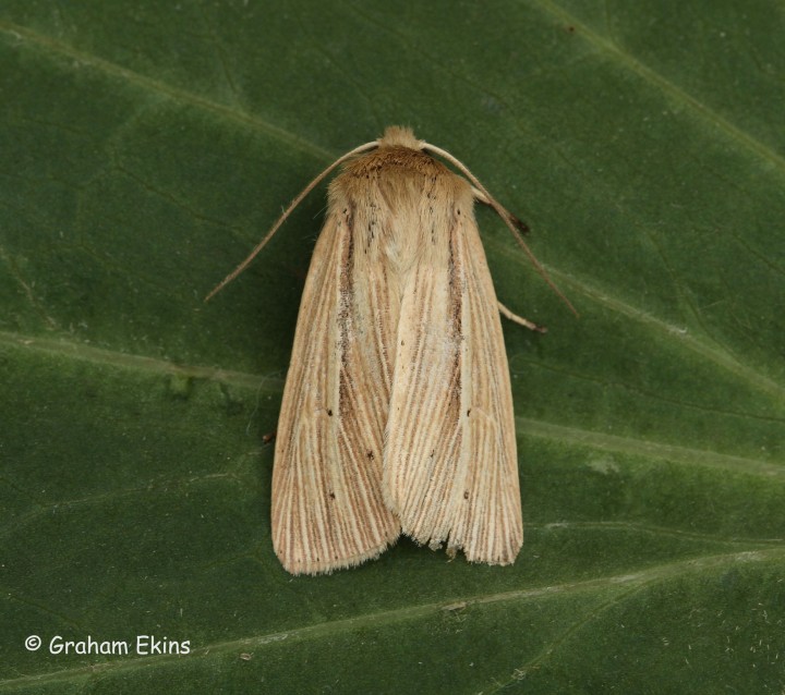 Smoky Wainscot  Mythimna impura  4 Copyright: Graham Ekins