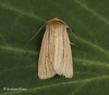 Smoky Wainscot  Mythimna impura  4 Copyright: Graham Ekins