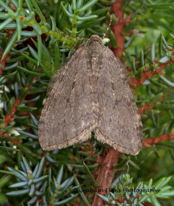 November Moth Epirrita dilutata Copyright: Graham Ekins