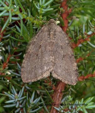 November Moth Epirrita dilutata Copyright: Graham Ekins