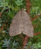 November Moth Epirrita dilutata 