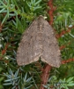 November Moth Epirrita dilutata