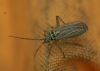 Oncotylus viridiflavus 2 Copyright: Robert Smith