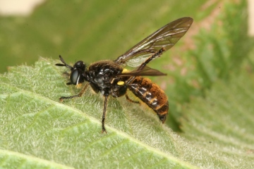 Choerades marginatus 3 Copyright: Peter Harvey