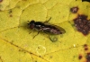 Platycheirus albimanus 2