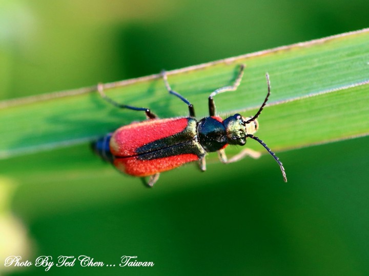 Malachius aeneus at Giethoorn Copyright: Ted Chen