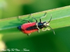 Malachius aeneus at Giethoorn 