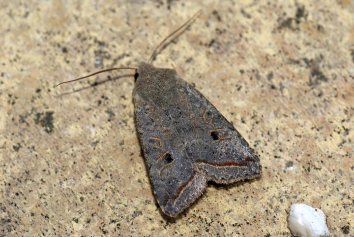 Red-line Quaker Copyright: Ben Sale