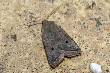 Red-line Quaker Copyright: Ben Sale