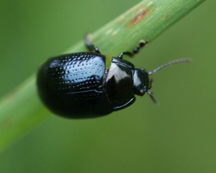 Chrysolina oricalcia 01 Copyright: Robert Smith