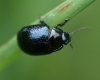 Chrysolina oricalcia 01 Copyright: Robert Smith