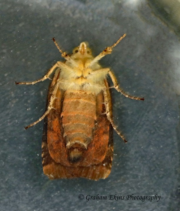 Langmaid's Yellow Underwing   Noctua janthina Underside Copyright: Graham Ekins