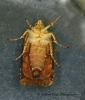 Langmaid's Yellow Underwing   Noctua janthina Underside 